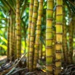 Ingrédients uniques